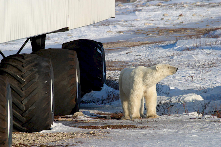Een jonge ijsbeer bij de Tundra Lodge.