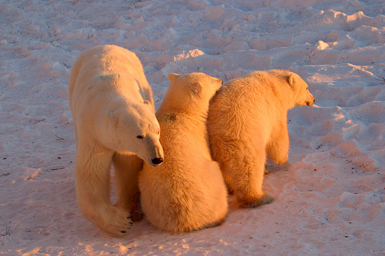 IJsberenmoeder met jongen in het avondlicht.