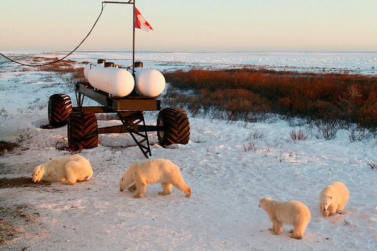 IJsberen rondom de lodge, Churchill.