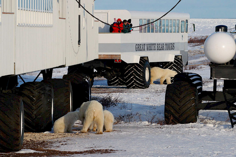 IJsberen bij de Tundra Buggy's, Churchill.