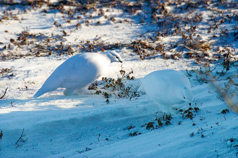 Sneeuwhoenderen bij de Tundra Buggy Lodge.