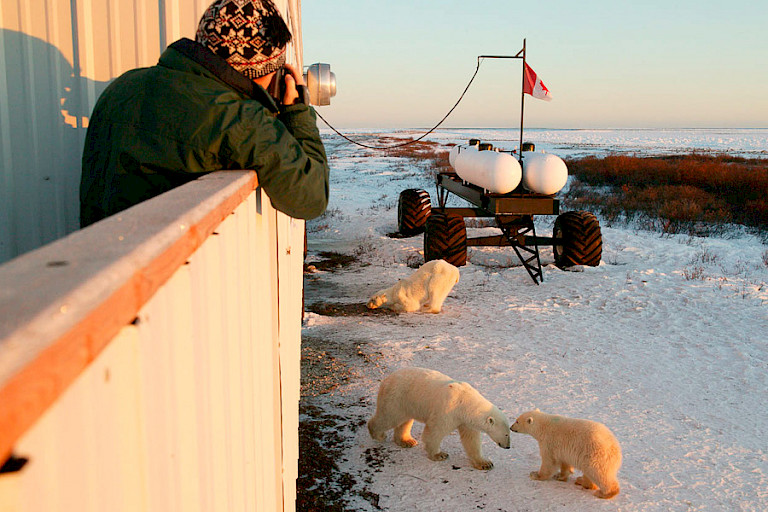 IJsberen lopen rond de Tundra Lodge.