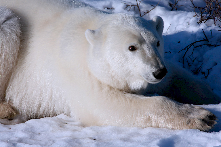 Liggende ijsbeer in de sneeuw.