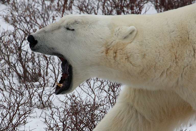 IJsbeer die net wakker is geworden, Churchill.