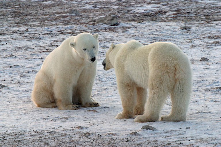 Beren wachtend op het pakijs aan de rand van de Hudsonbaai, Churchill.