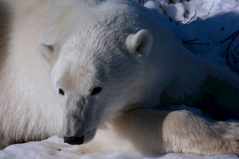 IJsbeer op de sneeuw bij Churchill.