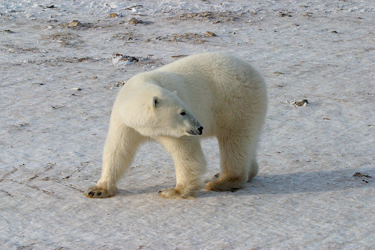 Jonge ijsbeer rondom de Tundra Buggy Lodge.