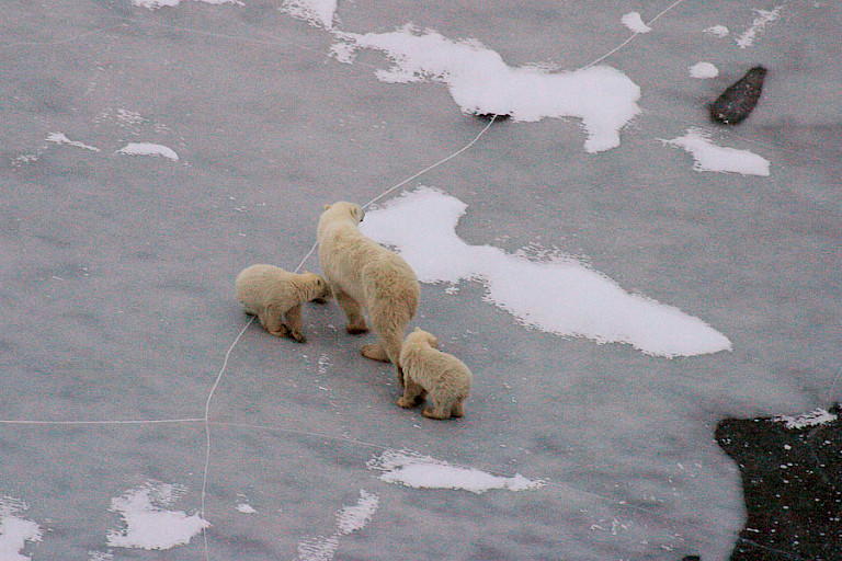 Moederbeer met twee jongen op het ijs.