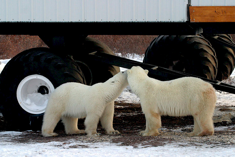 Jonge ijsberen verkennen elkaar.