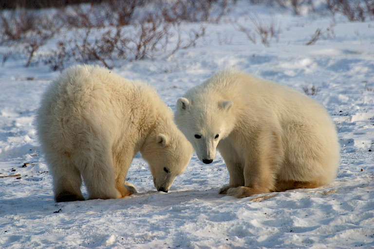 Jonge ijsberen op de toendra.