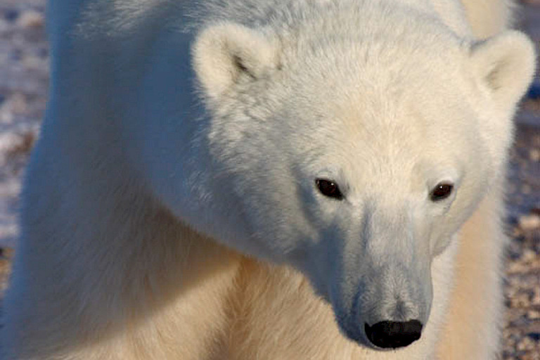 Close up van een ijsbeer.