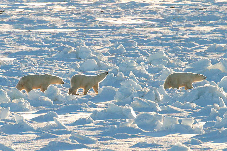 IJsberen die het ijs op gaan in de Hudsonbaai.