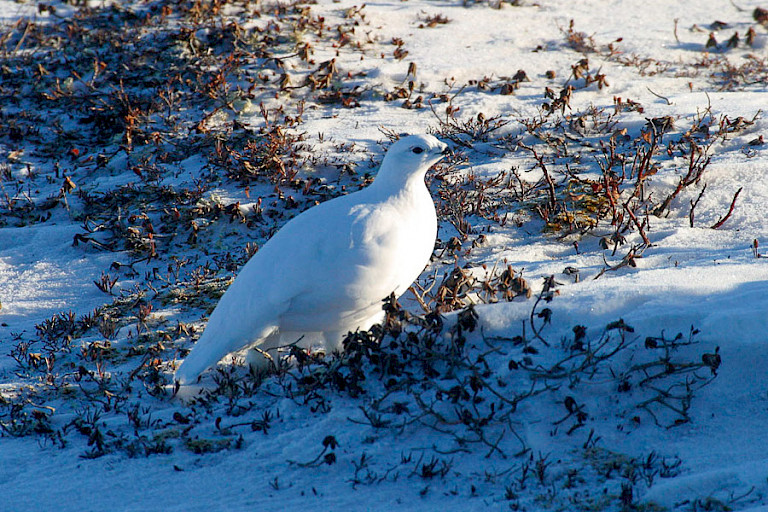 Sneeuwhoen bij Churchill.