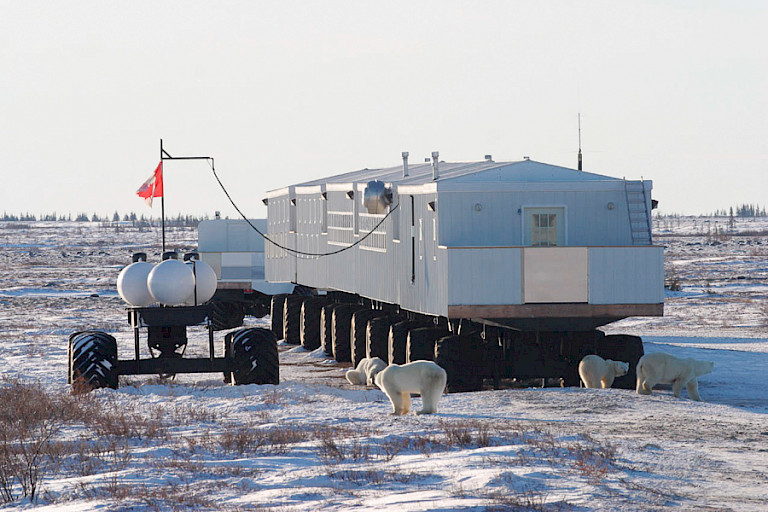 IJsberen rondom de Tundra Buggy Lodge.