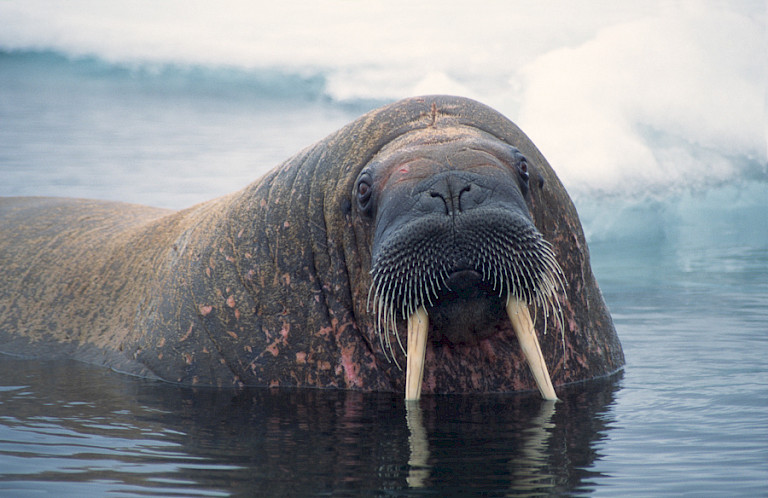 Walrus voor de kust, die de groep toeristen in de gaten houdt.
