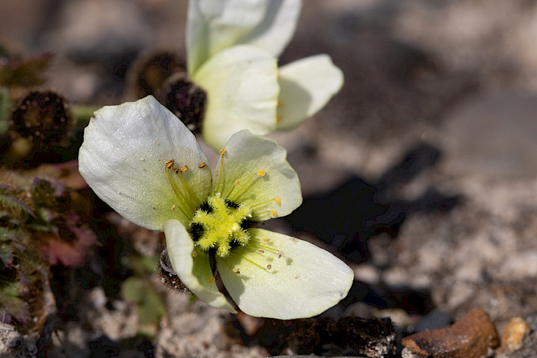 Arctische papaver (witte variant).