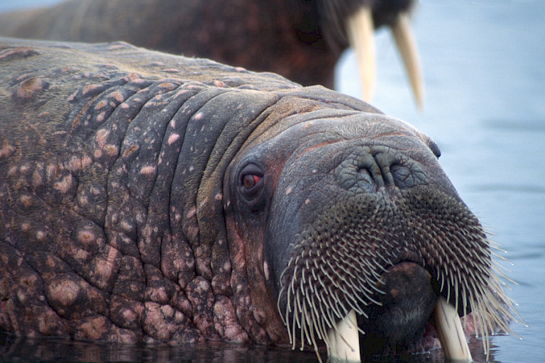Er zijn grote kolonies walrussen in Franz Josefland.