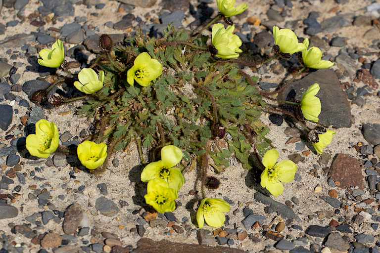 Arctische papaver (gele variant).