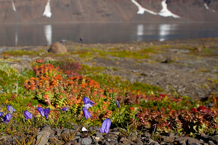 Eenbloemig klokje in de Romerfjord, Oost-Groenland.