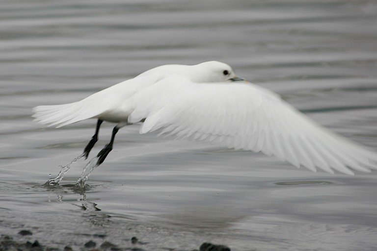 Opvliegende Ivoormeeuw bij Ny-Ålesund, Spitsbergen.