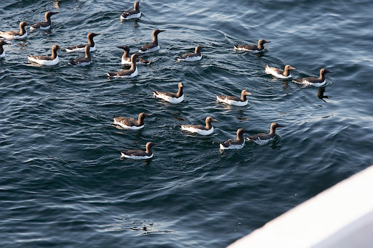 Zeekoeten bij Isle of May