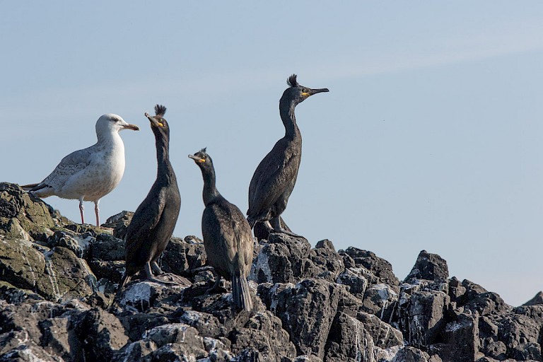 Kuifaalscholvers op Staffa