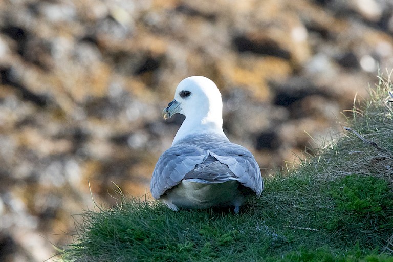 Fair Isle Noordse stormvogel