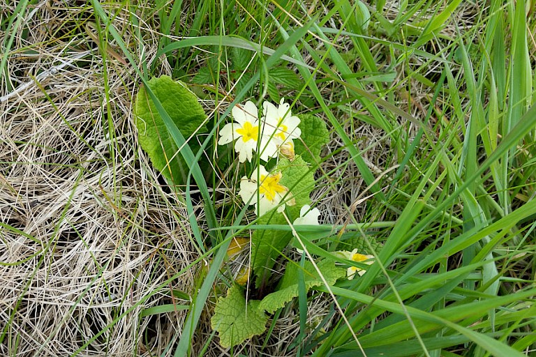 De sleutelbloem is een van de vele voorjaarsbloeiers.