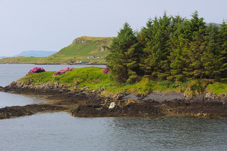 Rhododendrons bloeien in het voorjaar volop.