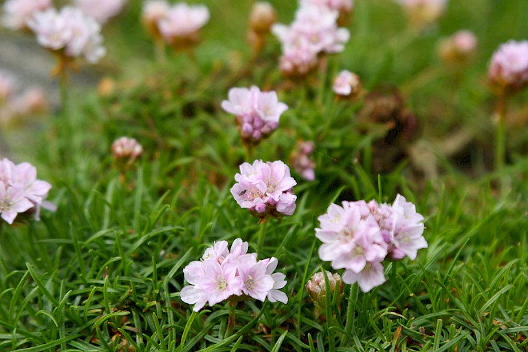 Engels gras groeit op veel plaatsen langs de Schotse kust.