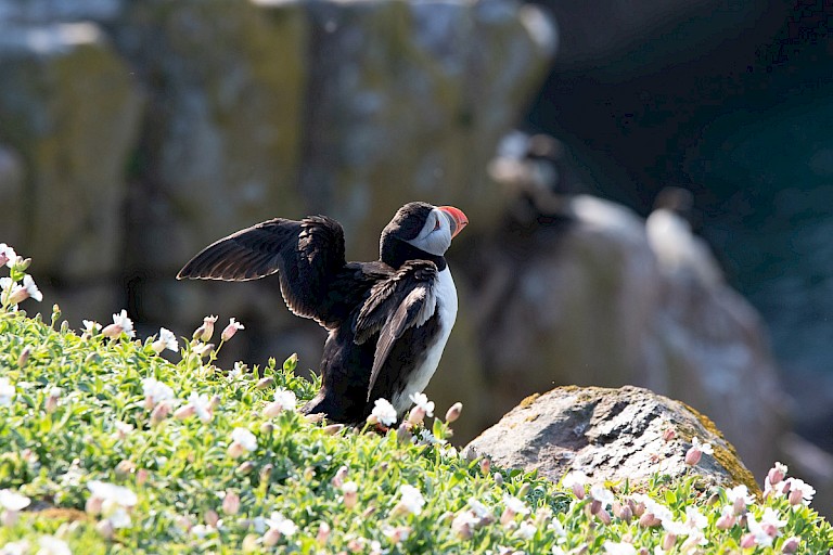 Saltee, Atlantische papegaaiduiker
