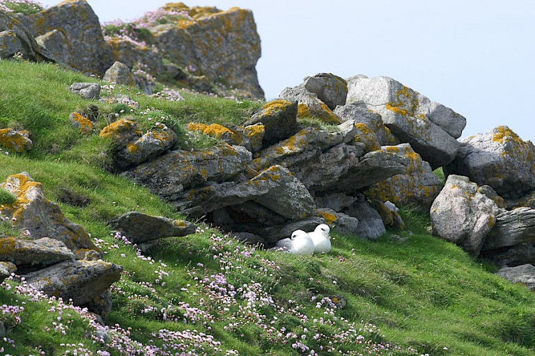 Koppeltje Noordse stormvogels op St. Kilda.