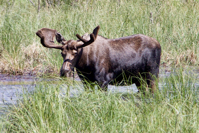 Eland langs de kant van de weg.