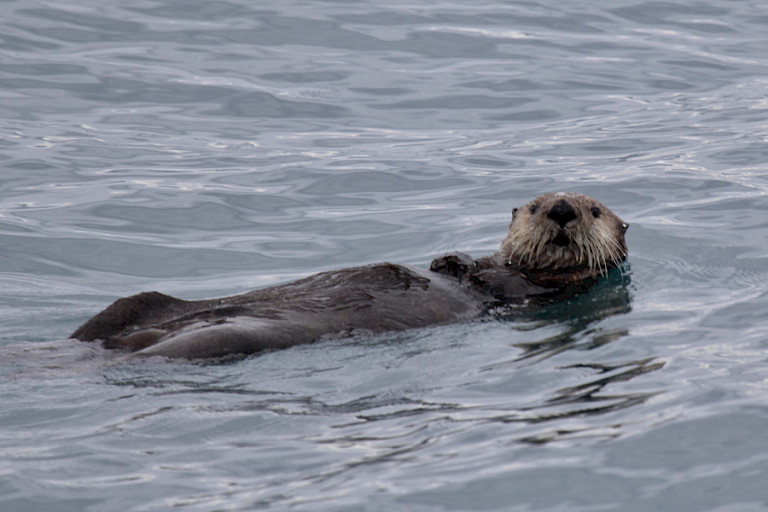 Zeeotters dobberen rond bij Valdez en Homer.