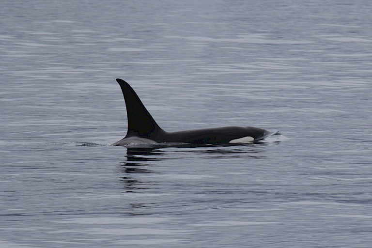 Orka tijdens de boottocht door het Kenai NP.