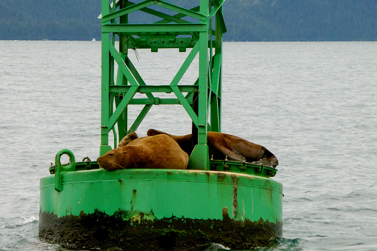 Boeien worden door zeeleeuwen gebruikt om op uit te rusten.