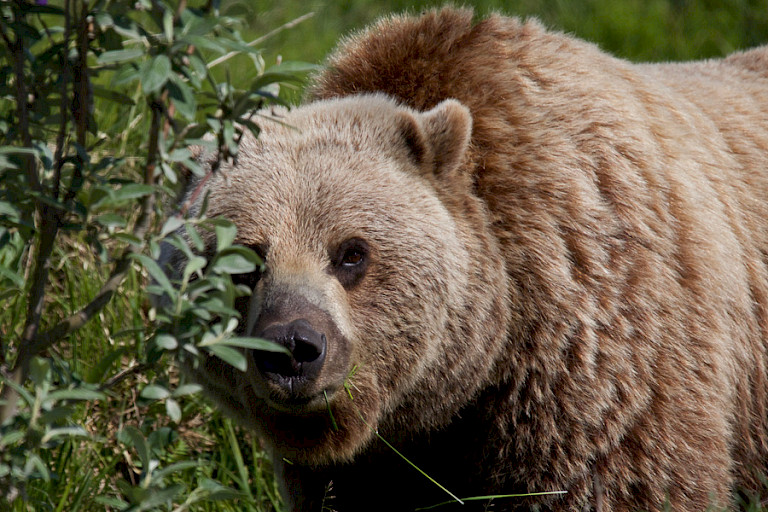 Grizzly in Denali NP.