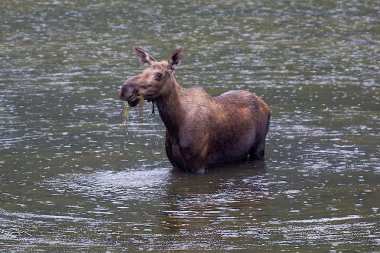 Eland in een meer in de stromende regen.