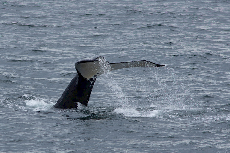 Staart van een Bultrug, Frederick Sound, Inside Passage, Alaska.