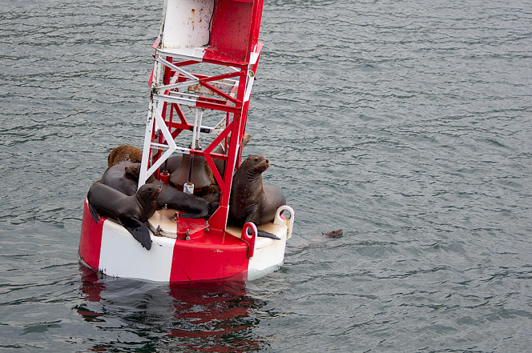Stellers' zeeleeuwen op een boei, Inside Passage, Alaska.