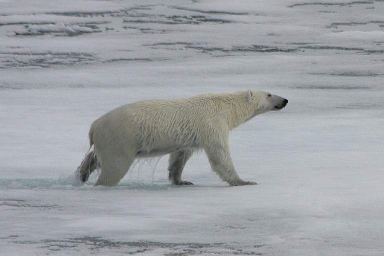 IJsbeer komt op het pakijs, Spitsbergen.