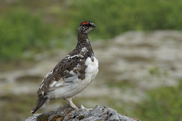 Schots sneeuwhoen in het Skaftafell NP.
