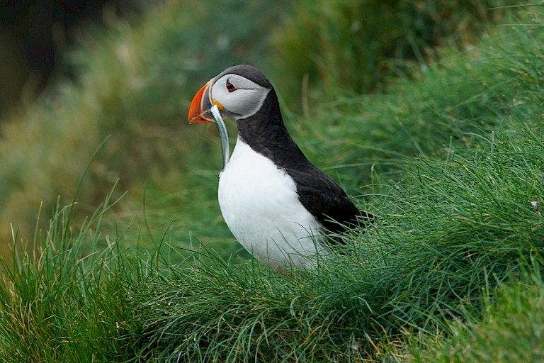 Papegaaiduiker met Lodde, IJsland.