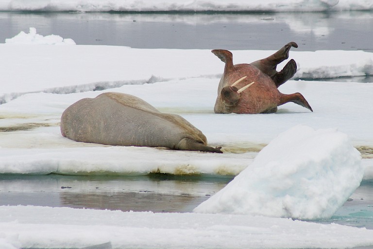Walrussen op het pakijs.