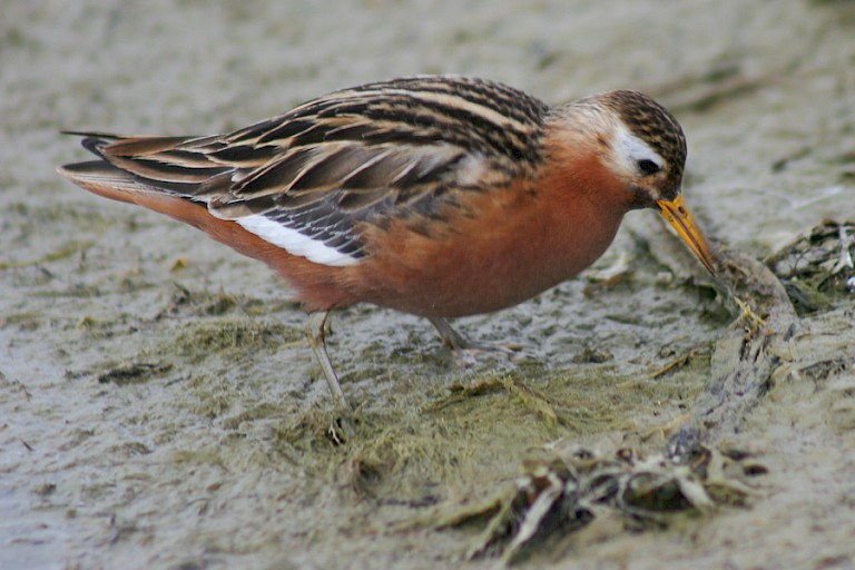 Rosse franjepoot op zoek naar voedsel.
