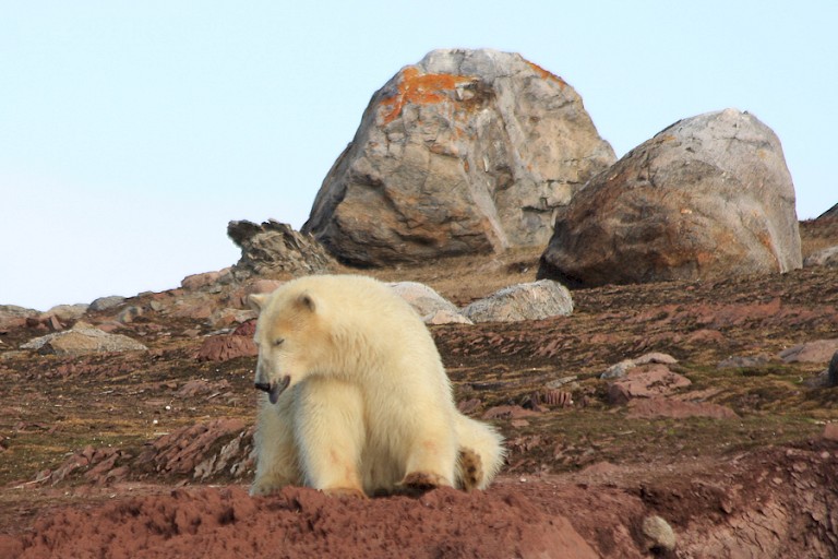 IJsbeer in de Liefdefjord, Spitsbergen.