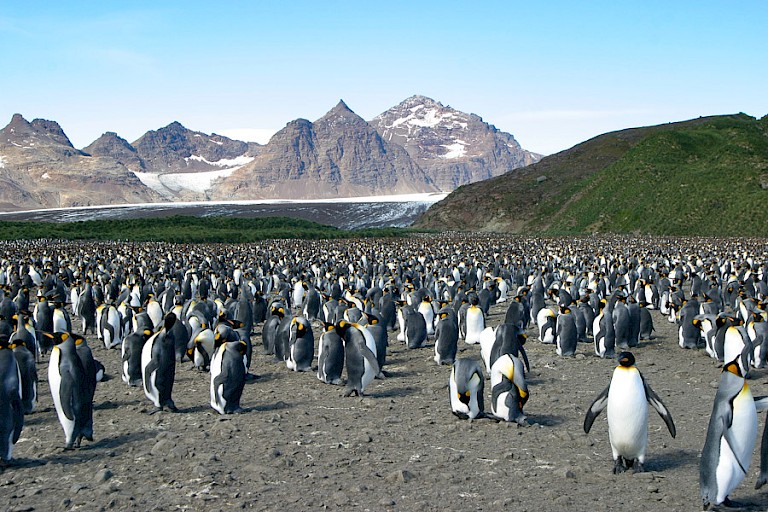 Koningspinguïnkolonie op St. Andrew's Bay.
