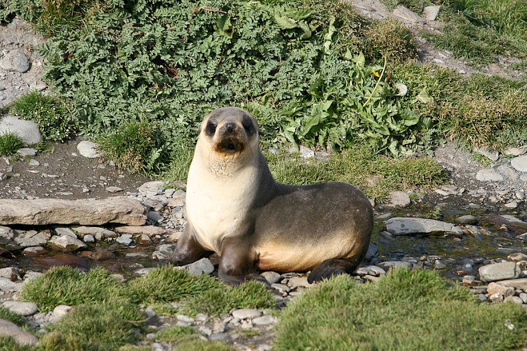 Subantarctische pelsrob.