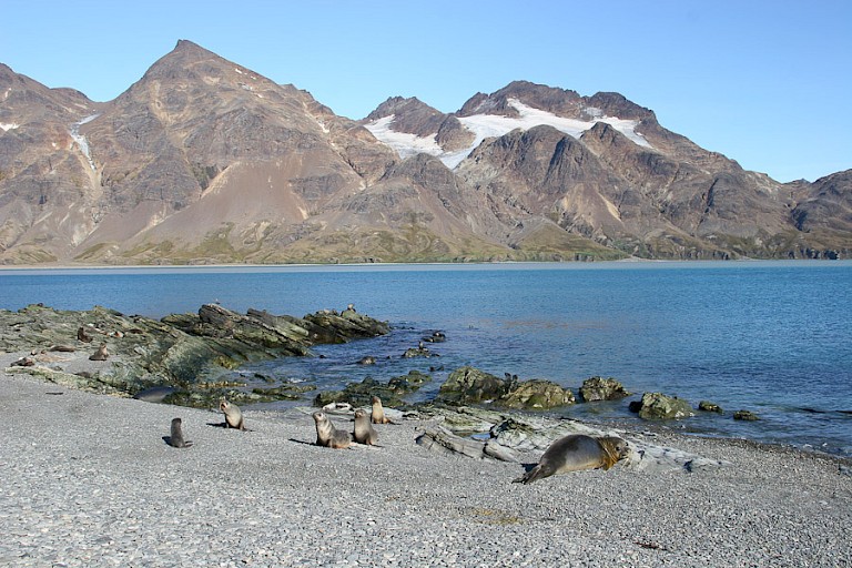 Pelsrobben op het strand bij St. Andrew's Bay.