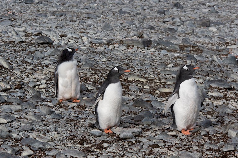 Jonge Ezelspinguïns